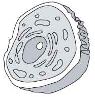 body cell