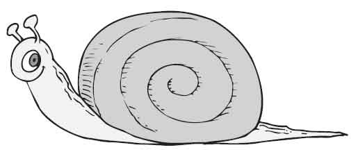 snail