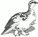 Clipart - ptarmigan