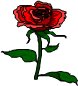 a rose