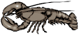graphic of a lobster