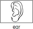 ear