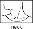 neck