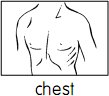 chest