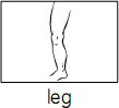 leg