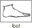 foot