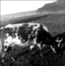 photo of a cow