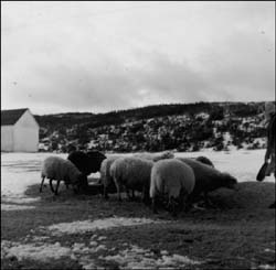 poto of a flock of sheep