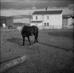 photo of a house witha horse in the foreground