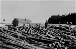 photo of pile of logs