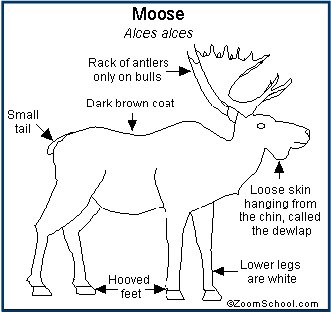 moose facts