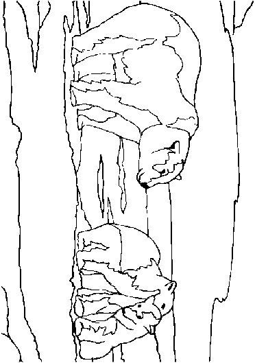 colour in the polar bears