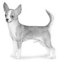 a chihuahua