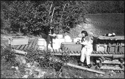 Sorting mussel seeds