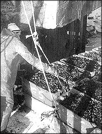 Edward off-loads harvest