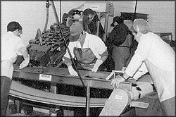 Processing and grading mussels