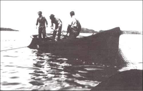 photo of three men in a dory hauling a cod trap