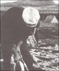 photo of a man putting codfish out to dry 