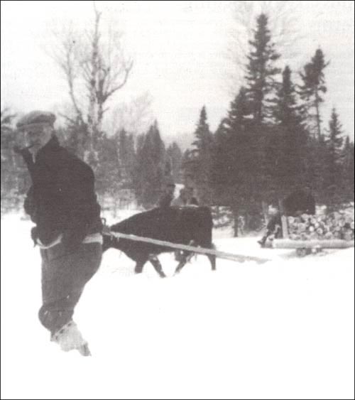 photo of a man using an ox to pull a sled loaded with logs