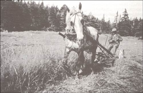 photo of a man cutting hay with a horse drawn scythe