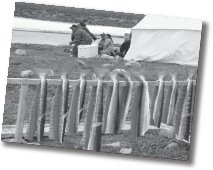 Drying fish