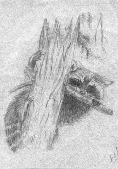 graphic of artwork illustrating a raccoon climbing a tree