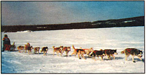 A musher and his sled dogs