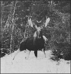moose photo