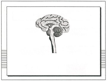 number nine, picture of the brain