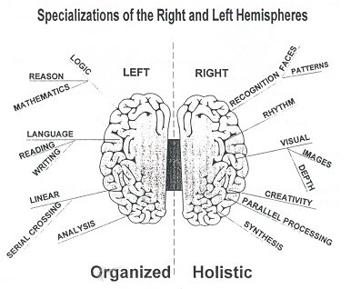 the various categories for each hemishpere of the brain