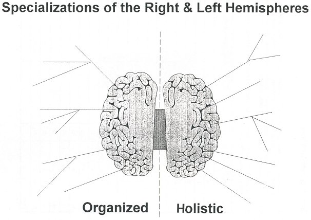 branches of the brain