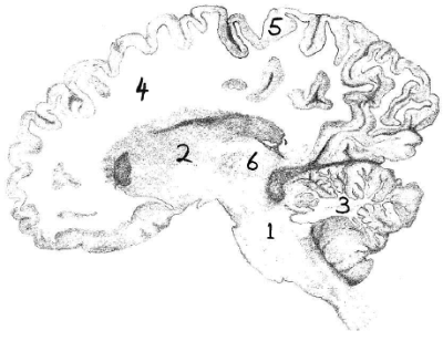 A cross section of the brain