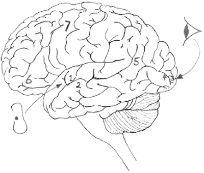 Language management in the left brain