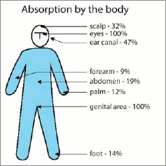 Absorption by the body. 32% scalp, 100% eyes, 47% ear canal, 9% forearm, 19% abdomen, 12% palm, 100% genital area and 14% foot.