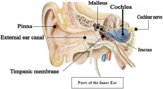 Parts of the Inner Ear. Pinna, External ear canal, Timpanic membrane, Malleus, Cochlea, Cochlear nerve and Incus.