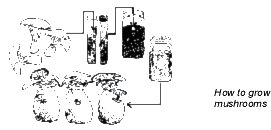 example of a flow chart